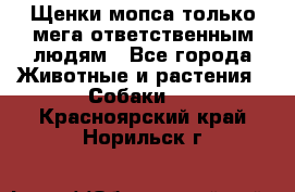 Щенки мопса только мега-ответственным людям - Все города Животные и растения » Собаки   . Красноярский край,Норильск г.